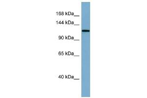 Klotho antibody used at 1 ug/ml to detect target protein. (Klotho Antikörper  (Middle Region))