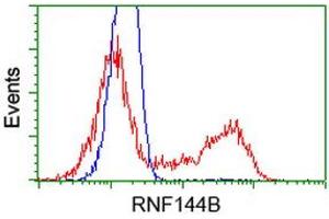 Image no. 2 for anti-Ring Finger Protein 144B (RNF144B) (AA 1-256) antibody (ABIN1490647) (RNF144B Antikörper  (AA 1-256))