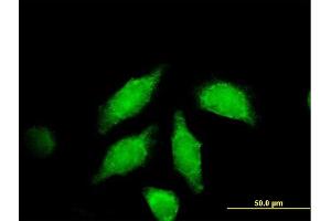 Immunofluorescence of purified MaxPab antibody to WNT3A on HeLa cell. (WNT3A Antikörper  (AA 1-385))