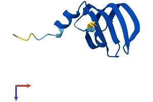 LSM6 Protein (AA 1-80) (Fc Tag)