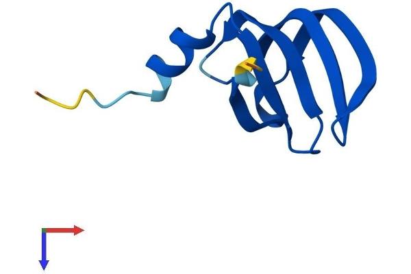 LSM6 Protein (AA 1-80) (Fc Tag)