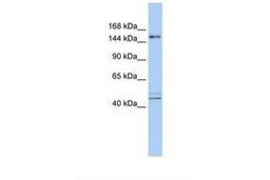 Image no. 1 for anti-Activity-Dependent Neuroprotector Homeobox (ADNP) (AA 36-85) antibody (ABIN6737868) (ADNP Antikörper  (AA 36-85))