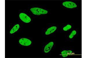 Immunofluorescence (IF) image for anti-Far Upstream Element (FUSE) Binding Protein 1 (FUBP1) (AA 27-136) antibody (ABIN563862)