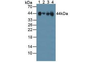 Figure. (Clusterin Antikörper  (AA 227-448))