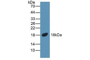 Western blot analysis of recombinant Mouse BMP5. (BMP5 Antikörper  (AA 315-452))