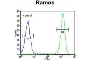 Flow cytometric analysis of Ramos cells using ETFA Antibody (C-term) Cat. (ETFA Antikörper  (C-Term))