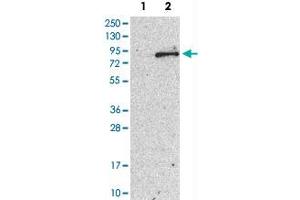 Western Blot analysis of Lane 1: negative control (vector only transfected HEK293T cell lysate) and Lane 2: over-expression lysate (co-expressed with a C-terminal myc-DDK tag in mammalian HEK293T cells) with TEC polyclonal antibody . (NR4A3 Antikörper)
