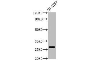 Western Blot Positive WB detected in: SH-SY5Y whole cell lysate All lanes: CD99L2 antibody at 4 μg/mL Secondary Goat polyclonal to rabbit IgG at 1/50000 dilution Predicted band size: 28, 23, 21, 16, 29 kDa Observed band size: 28 kDa (CD99L2 Antikörper  (AA 26-145))