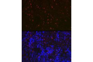Immunofluorescence analysis of rat spleen using RN Rabbit pAb (ABIN7269987) at dilution of 1:100 (40x lens). (RNASE6 Antikörper  (AA 1-150))