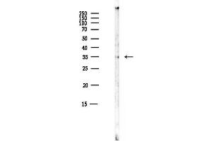 anti-MAX-Like Protein X (MLX) (Internal Region) antibody