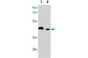 Western blot analysis of ITPKA polyclonal antibody  in (1) K-562 cell line and (2) mouse lung tissue lysates (35 ug/lane). (ITPKA Antikörper  (C-Term))