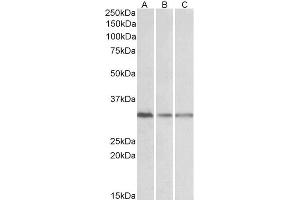 ABIN768551 (0. (GNB2L1 Antikörper  (Internal Region))