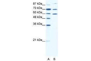 HSP90AB1 antibody (20R-1312) used at 2. (HSP90AB1 Antikörper  (N-Term))