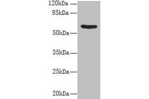 Western blot All lanes: PDIA5 antibody at 8 μg/mL + Hela whole cell lysate Secondary Goat polyclonal to rabbit IgG at 1/10000 dilution Predicted band size: 60, 31 kDa Observed band size: 60 kDa (PDIA5 Antikörper  (AA 22-262))