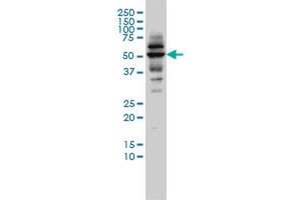 CAP2 Antikörper  (AA 1-477)
