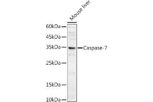 Western Blotting (WB) image for anti-Caspase 7, Apoptosis-Related Cysteine Peptidase (CASP7) (AA 24-303) antibody (ABIN3022072)