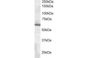 ABIN184781 staining (0. (TXNRD1 Antikörper  (C-Term))
