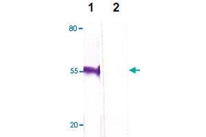 The HeLa cell lysate was immuno-blotted by FOXP3 polyclonal antibody  at 1 : 500 (Lane 1). (FOXP3 Antikörper  (C-Term))
