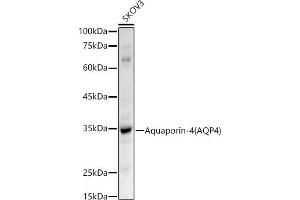 Western blot analysis of extracts of SKOV3 cells, using Aquaporin-4  antibody (ABIN3016920, ABIN3016921, ABIN3016922 and ABIN6219881) at 1:500 dilution. (Aquaporin 4 Antikörper  (AA 244-323))