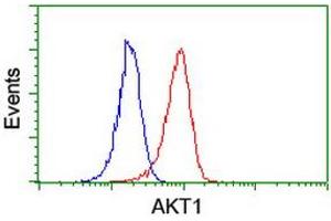 Image no. 8 for anti-V-Akt Murine Thymoma Viral Oncogene Homolog 1 (AKT1) antibody (ABIN1496556) (AKT1 Antikörper)