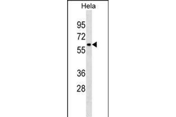 ZNF410 Antikörper  (C-Term)