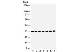 Western blot testing of 1) rat brain, 2) rat liver, 3) rat kidney, 4) mouse brain, 5) Jurkat, 6) CEM and 7) HeLa lysate with COMT antibody. (COMT Antikörper  (AA 52-271))