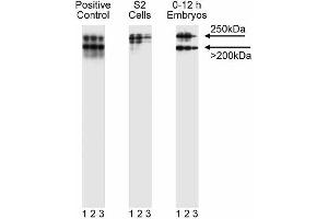 Western blot analysis of gp250. (SORL1 Antikörper  (AA 1220-1337))