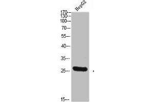 Western Blot analysis of HEPG2 cells using Tryptase-3 Polyclonal Antibody diluted at 1:800. (TPSD1 Antikörper  (AA 51-100))