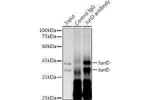 Immunoprecipitation (IP) image for anti-Jun D Proto-Oncogene (JUND) antibody (ABIN7268051)
