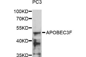 Western blot analysis of extracts of PC3 cells, using APOBEC3F antibody (ABIN1871039) at 1:1000 dilution.