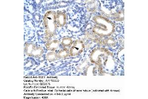 Human kidney (T-Box 1 Antikörper  (C-Term))