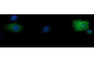 Image no. 1 for anti-Ring Finger Protein 39 (RNF39) antibody (ABIN1500723) (RNF39 Antikörper)