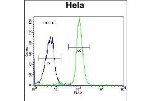 Flow cytometric analysis of Hela cells (right histogram) compared to a negative control cell (left histogram). (ADPRHL2 Antikörper  (N-Term))