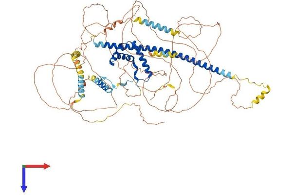 SOX6 Protein (AA 1-828) (His tag)