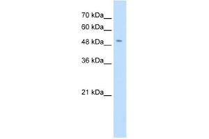 SLC18A2 antibody used at 0. (SLC18A2 Antikörper)