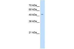 SLC18A2 antibody used at 0.