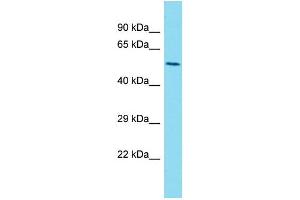 Western Blotting (WB) image for anti-Lectin, Mannose-Binding 1 Like (LMAN1L) (C-Term) antibody (ABIN2791644) (LMAN1L Antikörper  (C-Term))