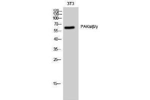 Western Blotting (WB) image for anti-PAKalpha/beta/gamma (Lys18) antibody (ABIN3176760) (PAKalpha/beta/gamma Antikörper  (Lys18))
