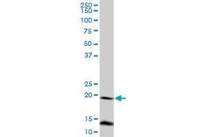 FUNDC2 MaxPab polyclonal antibody. (FUNDC2 Antikörper  (AA 1-189))
