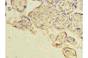 Immunohistochemistry of paraffin-embedded human placenta tissue using ABIN7154980 at dilution of 1:100 (Hemoglobin, epsilon 1 (HBe1) (AA 2-147) Antikörper)