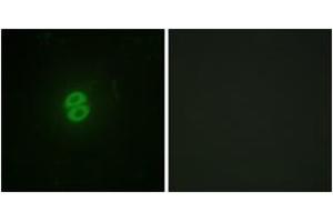 Immunofluorescence analysis of A549 cells, using CD253 Antibody.