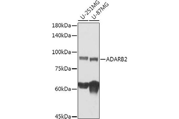 ADARB2 Antikörper
