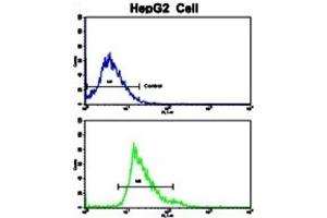 Flow Cytometry (FACS) image for anti-Creatine Kinase, Muscle (CKM) antibody (ABIN3002974) (CKM Antikörper)