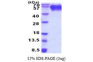 SDS-PAGE (SDS) image for Signal-Regulatory Protein alpha (SIRPA) (AA 32-373) protein (His tag) (ABIN5854453) (SIRPA Protein (AA 32-373) (His tag))