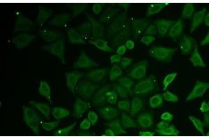 Immunofluorescence analysis of U2OS cells using C21orf33 Polyclonal Antibody (C21orf33 Antikörper)