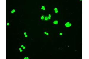 Immunofluorescent staining of HT29 cells using anti-HHex mouse monoclonal antibody (ABIN2452382). (HHEX Antikörper  (AA 100-270))