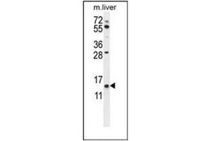 Western blot analysis of GTSF1 Antibody (Center) in mouse liver tissue lysates (35ug/lane). (GTSF1 Antikörper  (Middle Region))