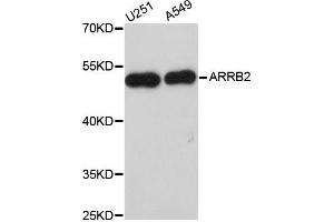 Western blot analysis of extracts of various cell lines, using ARRB2 antibody (ABIN5970517) at 1/1000 dilution. (Arrestin 3 Antikörper)