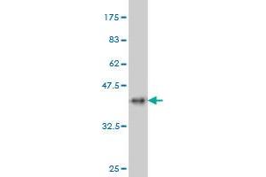 Western Blotting (WB) image for anti-GATA Binding Protein 2 (GATA2) (AA 1-102) antibody (ABIN561004)