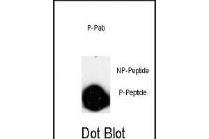 Dot blot analysis of anti-Phospho-LINGO-1(LRRN6A)-p Pab (ABIN650826 and ABIN2839798) on nitrocellulose membrane. (LINGO1 Antikörper  (pSer596))